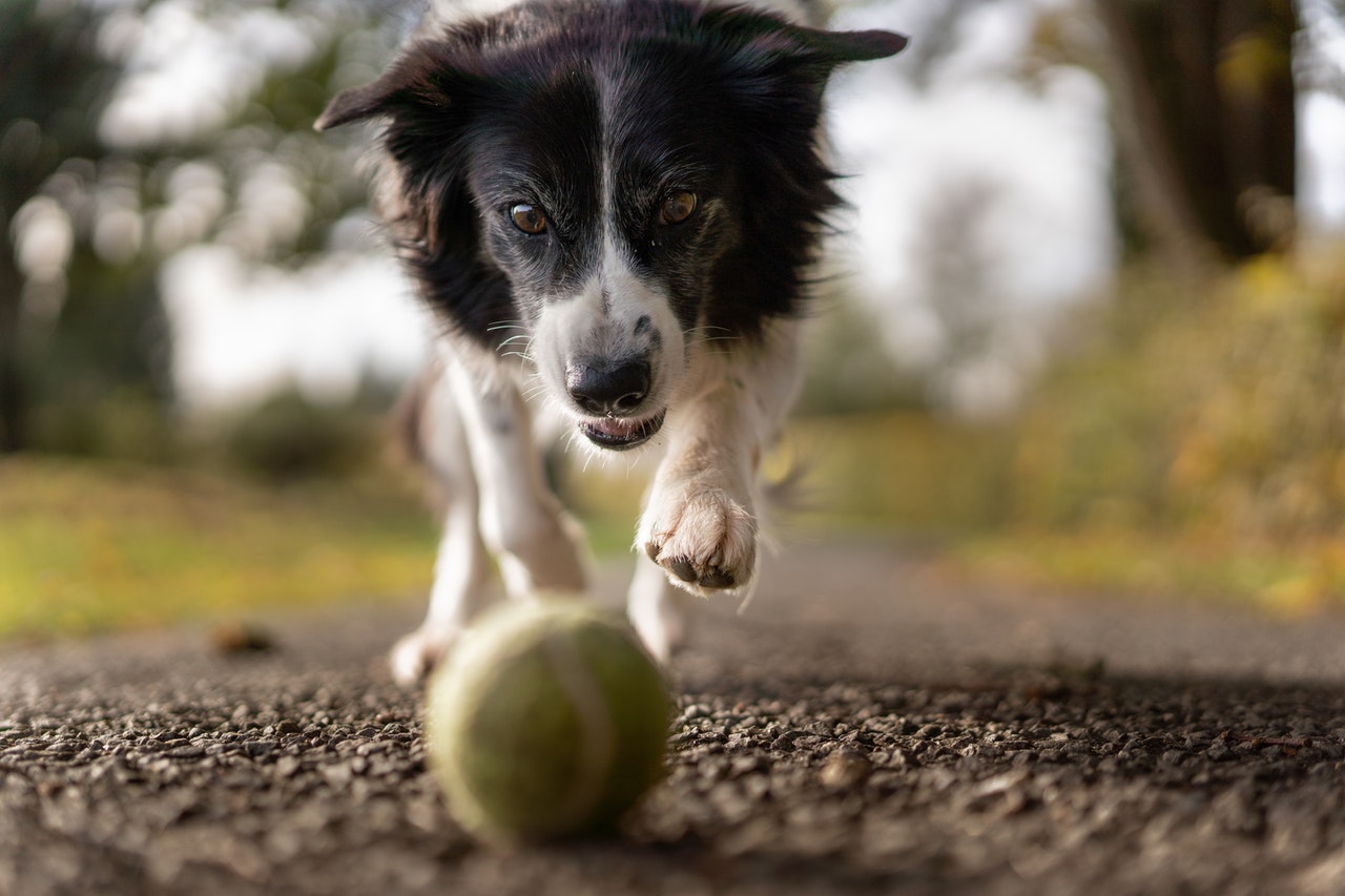 Samen spelen met jouw hond de voordelen Ras & Productinfo HondenLand.nl